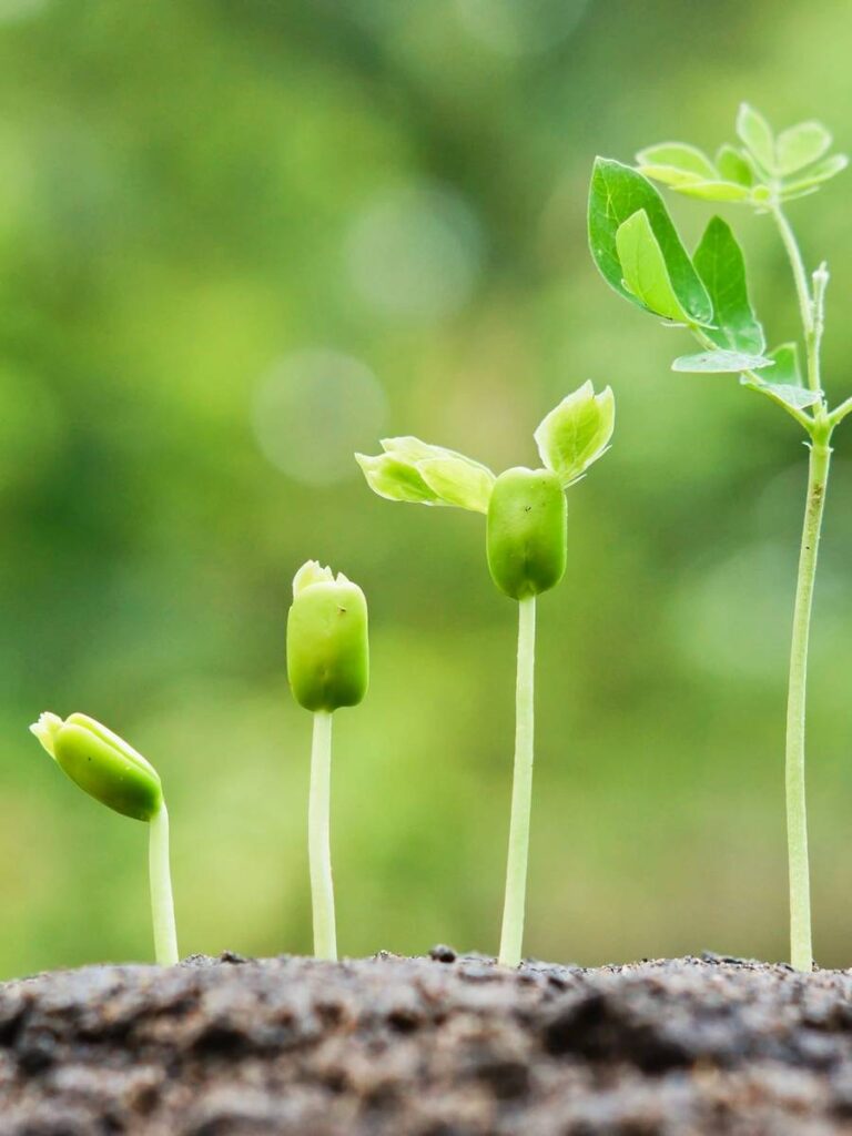 Discover the Enchanting World of Lizzy’s Nursery and Flowers: Where Plants Flourish, and Passion Blossoms