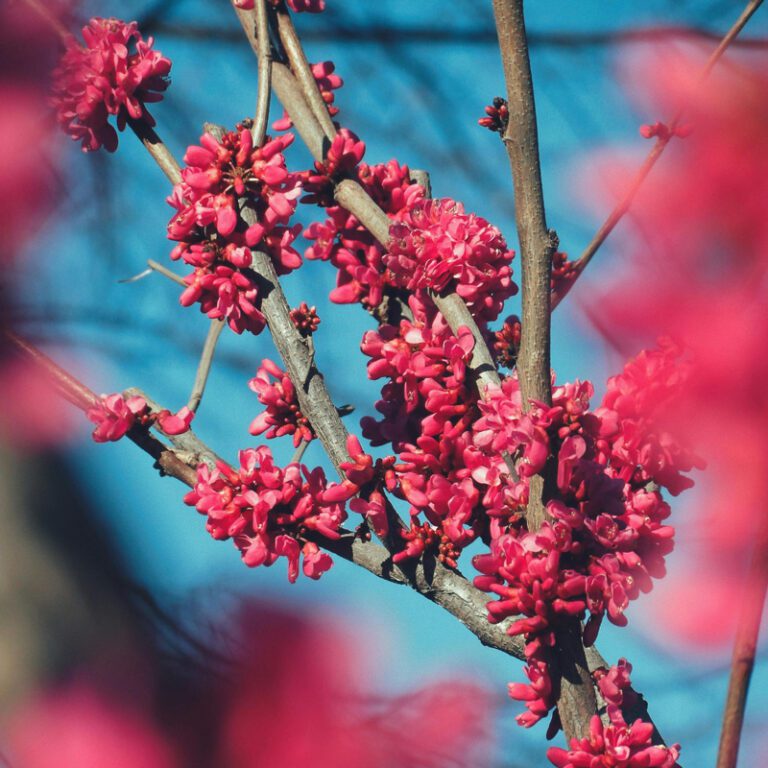 Red bud trees